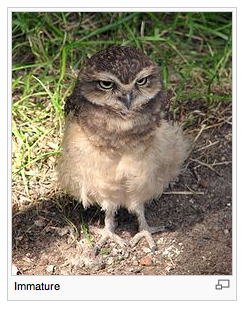 immature owl